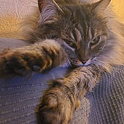 Boulette a rejoint le concours — aidez-le/la à gagner de superbes lots ! cat, tabby, fluffy, paws, relaxed, indoor, closeup, sleepy, feline, whiskers, ears, fur, texture, couch, resting, pet, animal, mammal, soft, warm_lighting