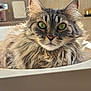 Boulette participe au concours pour gagner de l'argent avec cette photo : cat, fluffy, sink, green_eyes, fur, whiskers, ears, close_up, indoor, natural_light, portrait, pet, domestic_animal, feline, relaxed, bathroom, window_light, tabby, cute, animal