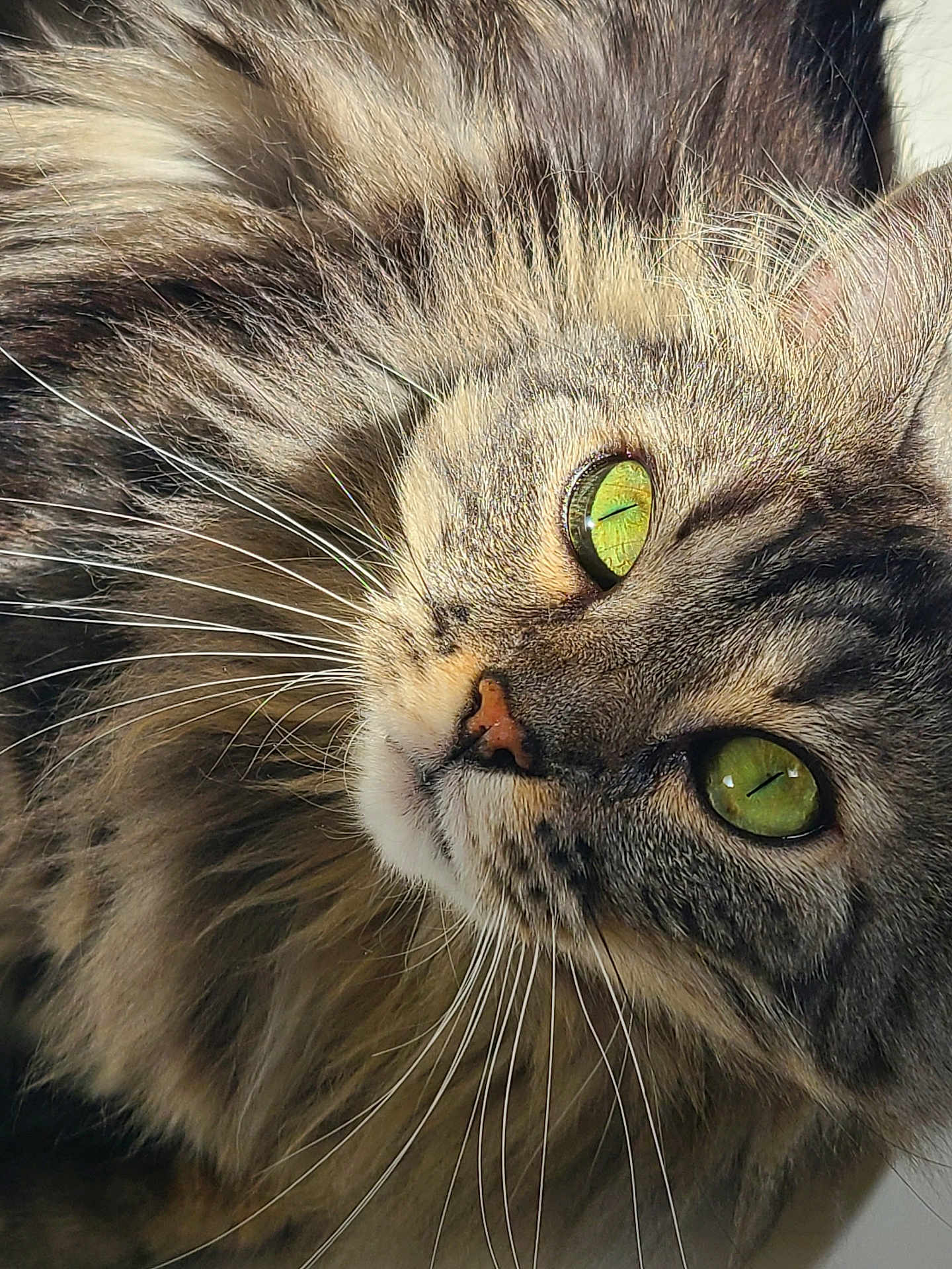Boulette participe au concours pour gagner de l'argent avec cette photo : cat, tabby_cat, close_up, green_eyes, whiskers, fluffy_fur, pet, animal, feline, portrait, domestic_cat, face, cute, fur, muzzle, nostrils, indoor, soft_light, natural_light, relaxed