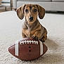 dog, puppy, dachshund, football, carpet, indoor, pet, animal, cute, brown, paw, living_room, furniture, cozy, small_dog, looking_at_camera, adorable, home, floor, playful