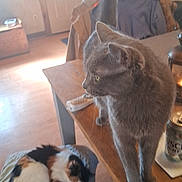 Spikes joined the competition — help win amazing prizes! cat, calico_cat, gray_cat, feline, pet, indoor, table, cushion, wooden_table, wooden_floor, curled_up, sleeping, standing, whiskers, tail, remote_control, soda_can, chair, coat, home_interior