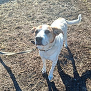 Isabella is registered to the contest to win money with this photo: dog, pet, leash, outdoor, dirt, shadow, paws, white_coat, brown_patches, collar, standing, looking_up, nose, ears, tail, sunlight, field, ground, close_up, daytime