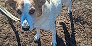 Isabella is registered to the contest to win money with this photo: dog, canine, pet, white_fur, brown_fur, outdoor, dirt, shadow, leash, snout, ears, paws, eyes, looking_up, standing, sunlight, closeup, portrait, farm, ground