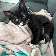 Stitch is registered to the contest to win money with this photo: kitten, cat, black_and_white, green_eyes, blanket, soft_texture, couch, indoor, pet, fur, whiskers, paw, cute, relaxed, young_animal, feline, domestic_animal, cozy, resting, looking_at_camera