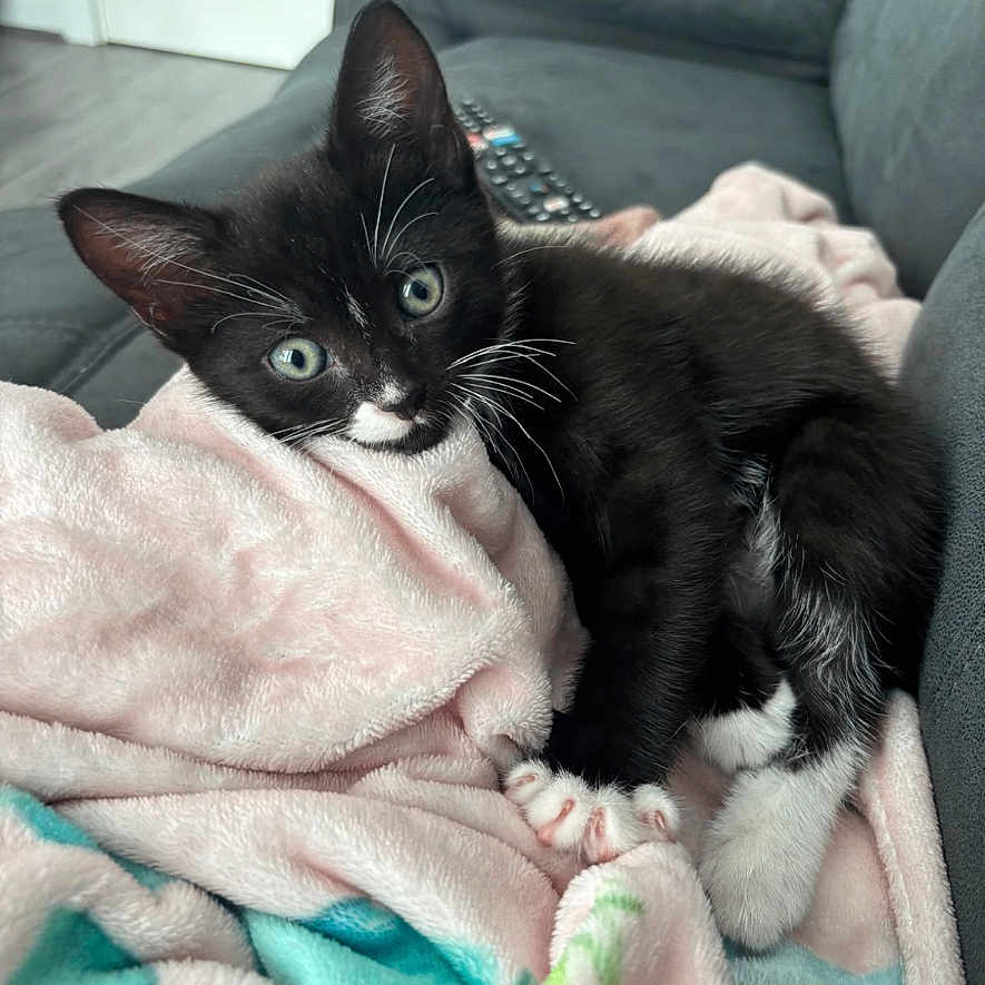 Stitch is registered to the contest to win money with this photo: black_and_white, blanket, cat, couch, cozy, cute, domestic_animal, feline, fur, green_eyes, indoor, kitten, looking_at_camera, paw, pet, relaxed, resting, soft_texture, whiskers, young_animal
