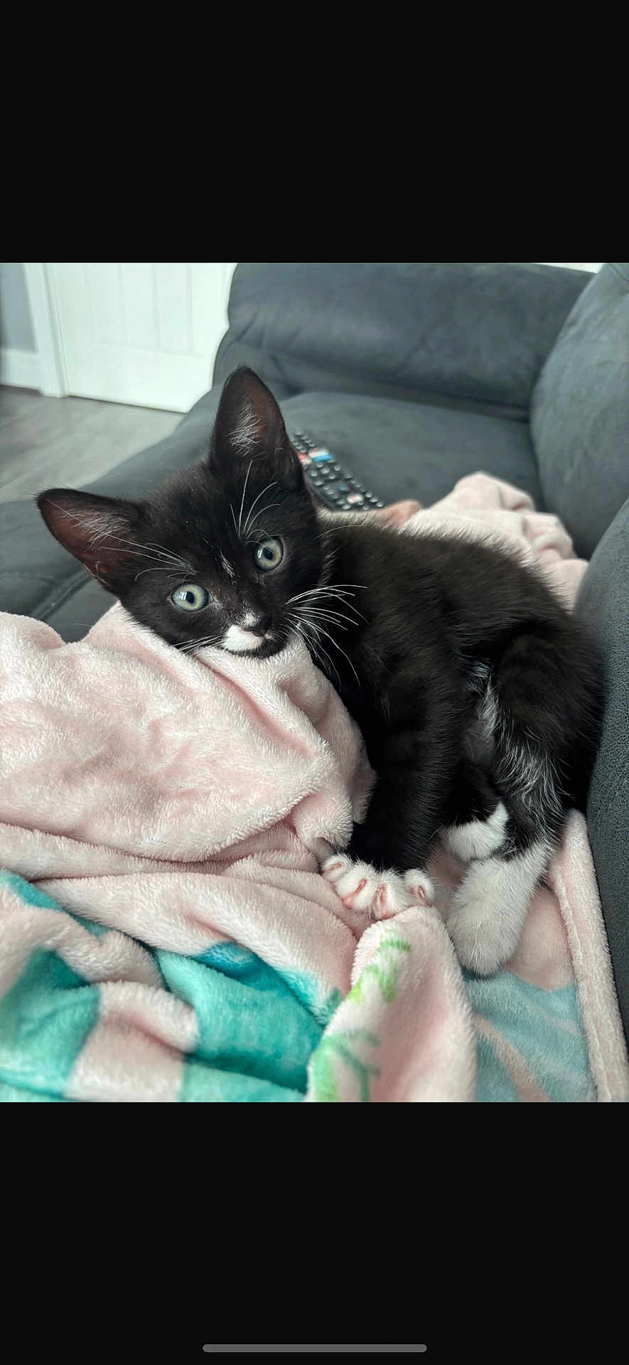 Stitch is registered to the contest to win money with this photo: kitten, cat, black_and_white, green_eyes, blanket, soft_texture, couch, indoor, pet, fur, whiskers, paw, cute, relaxed, young_animal, feline, domestic_animal, cozy, resting, looking_at_camera