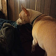 Ellie is registered to the contest to win money with this photo: animal, bed, bedroom, blanket, canine, collar, dark, dim_lighting, dog, fabric, furniture, household, indoor, paper, pet, side_view, standing, tan_dog, wall, wood_paneling