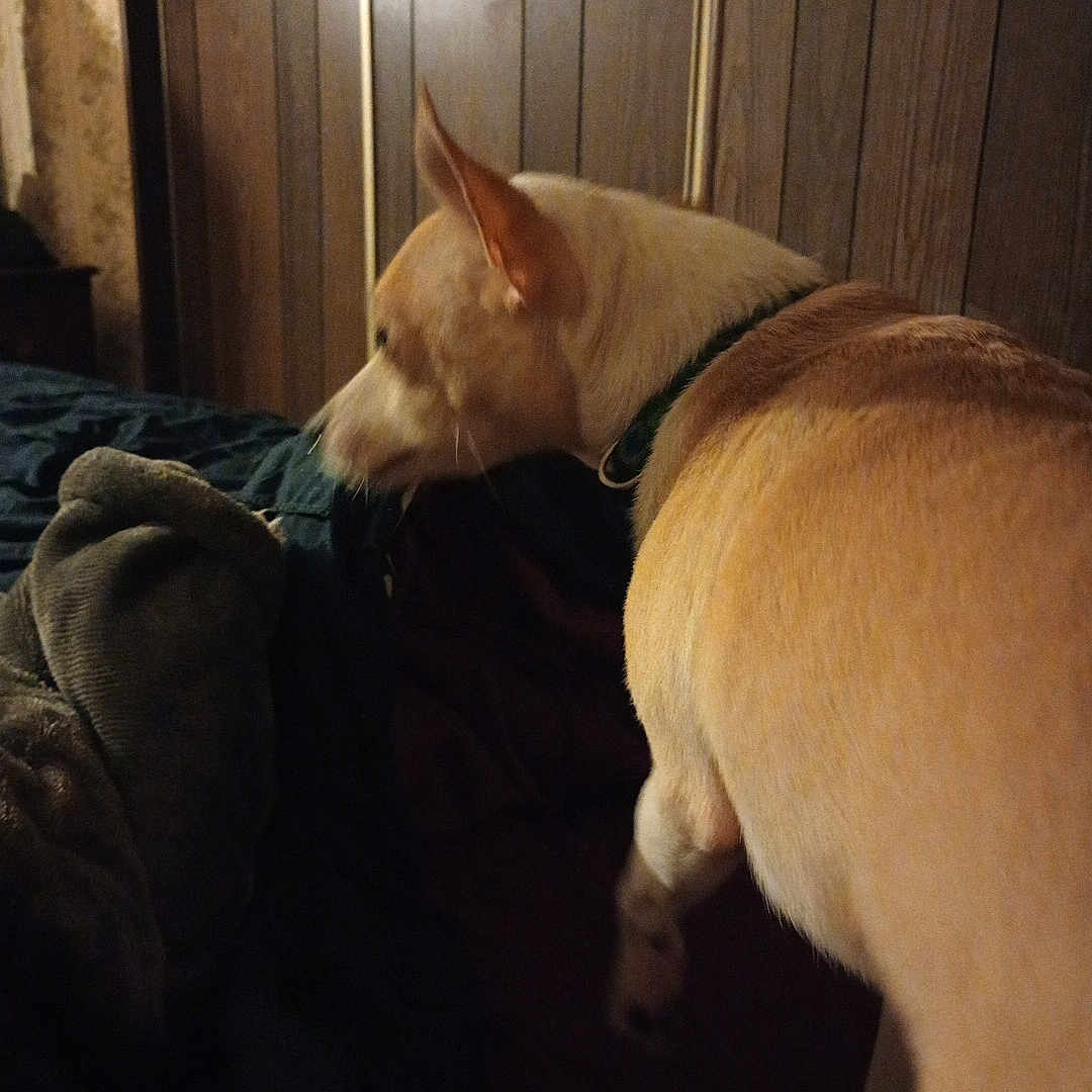 Ellie is registered to the contest to win money with this photo: animal, bed, bedroom, blanket, canine, collar, dark, dim_lighting, dog, fabric, furniture, household, indoor, paper, pet, side_view, standing, tan_dog, wall, wood_paneling