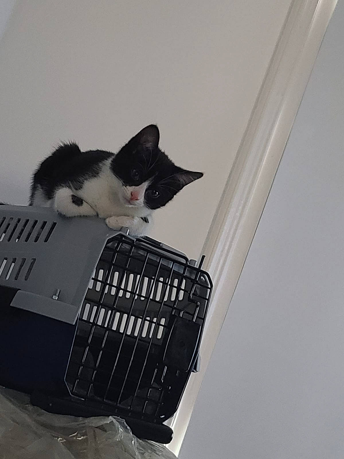 Tux joined the competition — help win amazing prizes! carnivore, cat, domestic_short_haired_cat, felidae, fur, grey, metal, monochrome, monochrome_photography, pet_supply, room, sitting, small_to_medium_sized_cats, stairs, tail, whiskers, winter