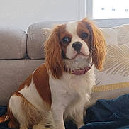 Alya participe au concours pour gagner de l'argent avec cette photo : dog, cavalier_king_charles_spaniel, spaniel, pet, portrait, sitting, indoors, couch, sofa, blanket, cushion, brown_and_white, long_ears, floppy_ears, pink_collar, fur, cute, companion_animal, home, cozy