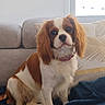 dog, cavalier_king_charles_spaniel, spaniel, pet, portrait, sitting, indoors, couch, sofa, blanket, cushion, brown_and_white, long_ears, floppy_ears, pink_collar, fur, cute, companion_animal, home, cozy