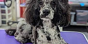 Missy joined the competition — help win amazing prizes! dog, poodle, groomed, bow, purple_table, indoor, pet, fluffy, animal, cute, portrait, looking_at_camera, sitting, furry, well_groomed, canine, adorable, pet_grooming, table, relaxed