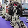 dog, poodle, groomed, bow, purple_table, indoor, pet, fluffy, animal, cute, portrait, looking_at_camera, sitting, furry, well_groomed, canine, adorable, pet_grooming, table, relaxed