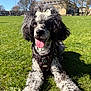 Missy is registered to the contest to win money with this photo: dog, curly_fur, bow, tongue_out, grass, sunny, outdoor, pet, canine, happy, park, nature, animal, leisure, summer, playful, muzzle, fur, daylight, collar