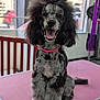Missy is registered to the contest to win money with this photo: dog, poodle, groomed, pet, indoor, pink_table, curly_fur, happy, sitting, animal, black_and_white, fur, collar, cute, portrait, pet_grooming, fluffy, friendly, canine, well_groomed