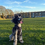 Missy joined the competition — help win amazing prizes! dog, poodle, park, grass, outdoor, sunlight, blue_sky, trees, building, residential, pet, happy, tongue_out, fur, leash, sitting, nature, spring, daytime, canine
