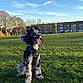 dog, poodle, park, grass, outdoor, sunlight, blue_sky, trees, building, residential, pet, happy, tongue_out, fur, leash, sitting, nature, spring, daytime, canine