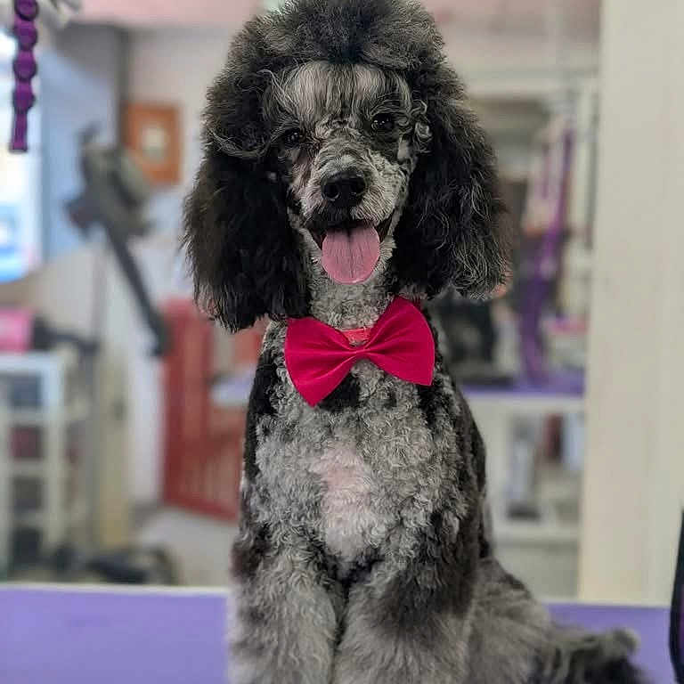 Missy joined the competition — help win amazing prizes! animal, bow_tie, canine, curly_fur, cute, dog, domestic_animal, fluffy, groomed, happy, indoor, pet, poodle, portrait, purple_surface, sitting, smiling, studio, tongue_out, well_dressed