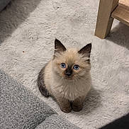 Simba a rejoint le concours — aidez-le/la à gagner de superbes lots ! kitten, cat, blue_eyes, fluffy, indoor, carpet, white_rug, furniture, sofa, table_leg, pet, cute, small_animal, curious, looking_up, domestic_animal, young_cat, cozy, home, adorable