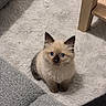 kitten, cat, blue_eyes, fluffy, indoor, carpet, white_rug, furniture, sofa, table_leg, pet, cute, small_animal, curious, looking_up, domestic_animal, young_cat, cozy, home, adorable