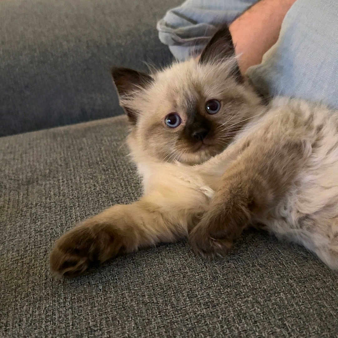 Simba a rejoint le concours — aidez-le/la à gagner de superbes lots ! kitten, cat, siamese, blue_eyes, fluffy, couch, gray_fabric, indoor, pet, relaxed, person, arm, casual_clothing, home, comfort, furniture, resting, closeup, cute, domestic_animal