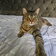 Emmet is registered to the contest to win money with this photo: animal, bed, cat, claws, cute, domestic, feline, fur, headboard, home, indoor, paw, pet, portrait, quilt, relaxed, resting, stretching, tabby, whiskers