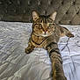 animal, bed, cat, claws, cute, domestic, feline, fur, headboard, home, indoor, paw, pet, portrait, quilt, relaxed, resting, stretching, tabby, whiskers