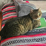 Emmet is registered to the contest to win money with this photo: cat, tabby_cat, pet, indoor, blanket, cushion, folder, resting, lying_down, striped, green, gray, cozy, feline, animal, wood_floor, patterned_blanket, relaxed, domestic_cat, fur