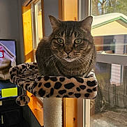 Emmet joined the competition — help win amazing prizes! animal, cat, cat_perch, cozy, ears, eyes, face, furniture, home, indoor, leopard_print, pet, reflection, resting, sunlight, tabby_cat, television, whiskers, window, wood