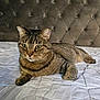 animal, bed, cat, closeup, cute, domestic_animal, ears, eyes, feline, fur, headboard, indoor, mammal, pet, portrait, quilted_bedspread, relaxed, resting, tabby_cat, whiskers