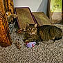 animal, brown, carpet, cat, cozy, curious, feline, floor, household, indoor, pet, playful, relaxed, scratching_pad, striped, stuffed_animal, tabby, toy_mouse, wicker_basket, wooden_post
