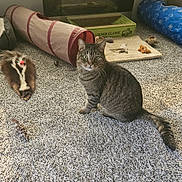 Emmett joined the competition — help win amazing prizes! carpet, cat, cat_tunnel, cozy, curious, feline, floor, fur, home, indoor, mouse_toy, pet, pet_accessory, play, plush_toy, scratching_post, tabby, tail, toy, whiskers