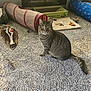 carpet, cat, cat_tunnel, cozy, curious, feline, floor, fur, home, indoor, mouse_toy, pet, pet_accessory, play, plush_toy, scratching_post, tabby, tail, toy, whiskers