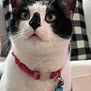 Oreo is registered to the contest to win money with this photo: cat, black_and_white, collar, indoor, pet, feline, curious, wide_eyes, close_up, tag, red_collar, sitting, fur, whiskers, nose, ears, checkered_pillow, background, domestic_cat, alert