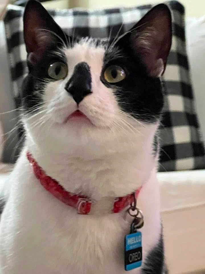 Oreo is registered to the contest to win money with this photo: cat, black_and_white, collar, indoor, pet, feline, curious, wide_eyes, close_up, tag, red_collar, sitting, fur, whiskers, nose, ears, checkered_pillow, background, domestic_cat, alert