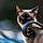 Miaou