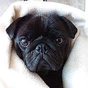 Rose participe au concours pour gagner de l'argent avec cette photo : animal, black_dog, blanket, close_up, companion, cozy, cute, dog, domestic_animal, ears, expression, face, fur, indoor, looking, pet, pug, snout, soft, wrinkles