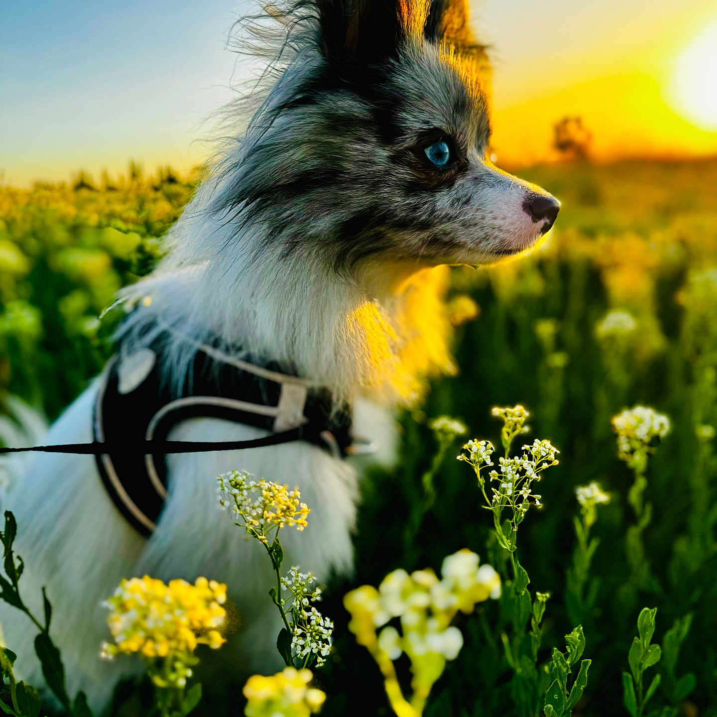 Mochi joined the competition — help win amazing prizes! animal, blue_eyes, breeze, canine, close_up, dog, field, flowers, fur, greenery, harness, nature, outdoor, peaceful, portrait, profile, scenic, sunlight, sunset, vibrant