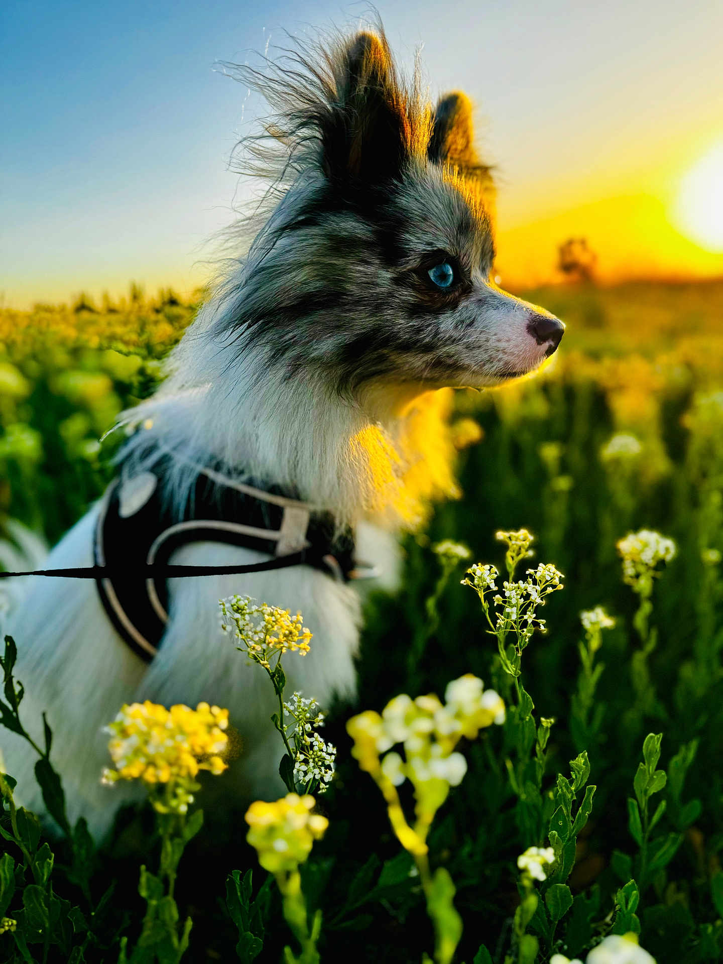 Mochi joined the competition — help win amazing prizes! animal, blue_eyes, breeze, canine, close_up, dog, field, flowers, fur, greenery, harness, nature, outdoor, peaceful, portrait, profile, scenic, sunlight, sunset, vibrant