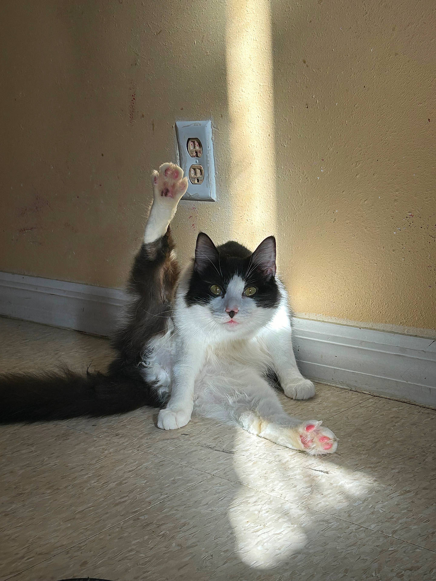 Po Po is registered to the contest to win money with this photo: abyssinian, accessories, animal, bodypart, cat, electricaldevice, electronics, finger, hand, hardwood, indoors, kitten, manx, person, pet, siamese, strap, switch, toe, wood