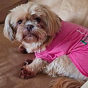 Annabelle is registered to the contest to win money with this photo: dog, pet, canine, fur, pink_shirt, couch, indoor, animal, relaxed, cute, fluffy, small_dog, paw, tail, looking, face, brown, beige, companion, domestic