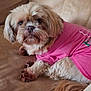 animal, beige, brown, canine, companion, couch, cute, dog, domestic, face, fluffy, fur, indoor, looking, paw, pet, pink_shirt, relaxed, small_dog, tail