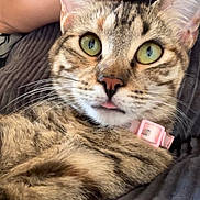 Arigato joined the competition — help win amazing prizes! cat, tabby, green_eyes, pink_collar, whiskers, tongue_out, close_up, portrait, blanket, human_arm, fur, stripes, relaxed, indoor, domestic_animal, nose, ears, cushion, pet_accessory, bed