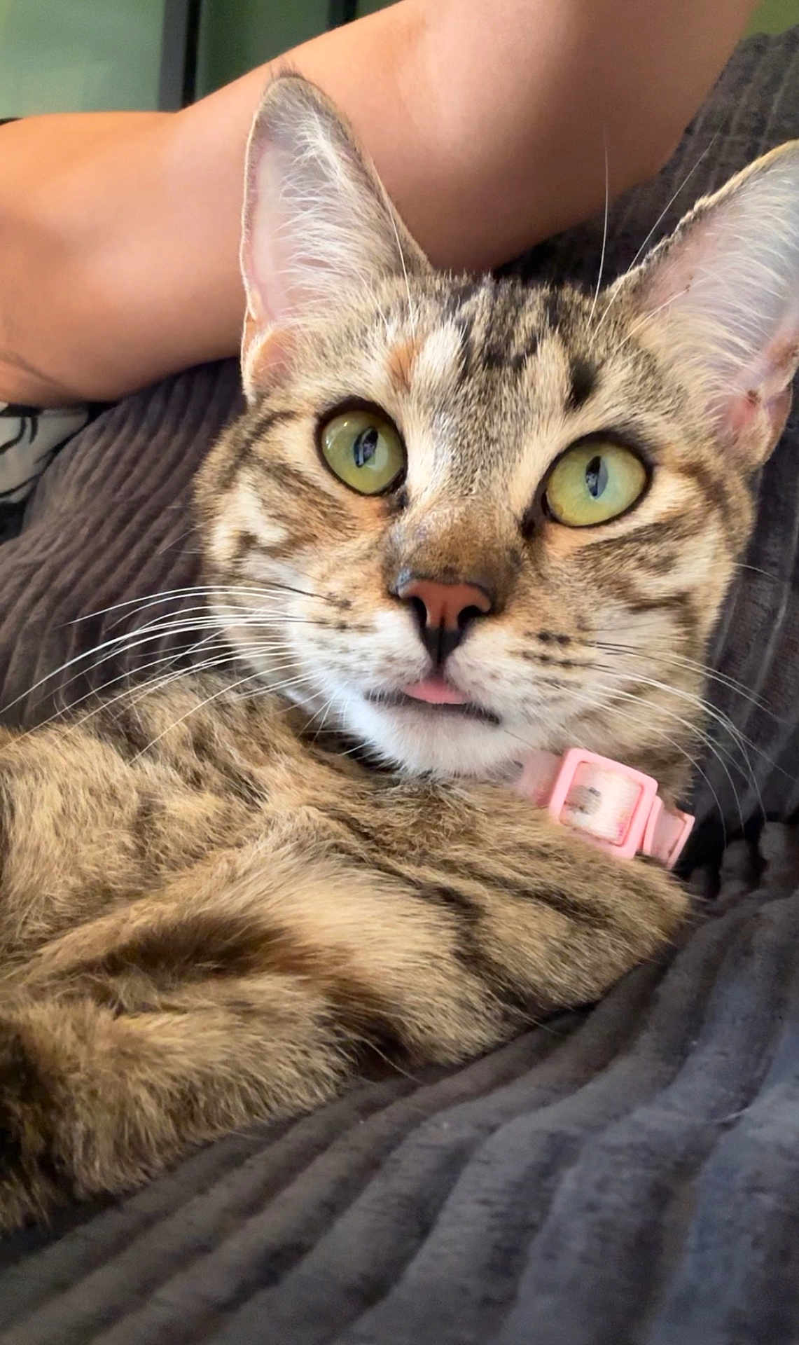 Arigato joined the competition — help win amazing prizes! cat, tabby, green_eyes, pink_collar, whiskers, tongue_out, close_up, portrait, blanket, human_arm, fur, stripes, relaxed, indoor, domestic_animal, nose, ears, cushion, pet_accessory, bed