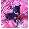 puppy, dog, small_dog, black_and_tan, standing, indoors, blanket, pink_blanket, floral_pattern, bed, cute, animal, pet, short_hair, pointed_ears, tail, portrait, phone_screenshot, messaging_app, heart_reaction