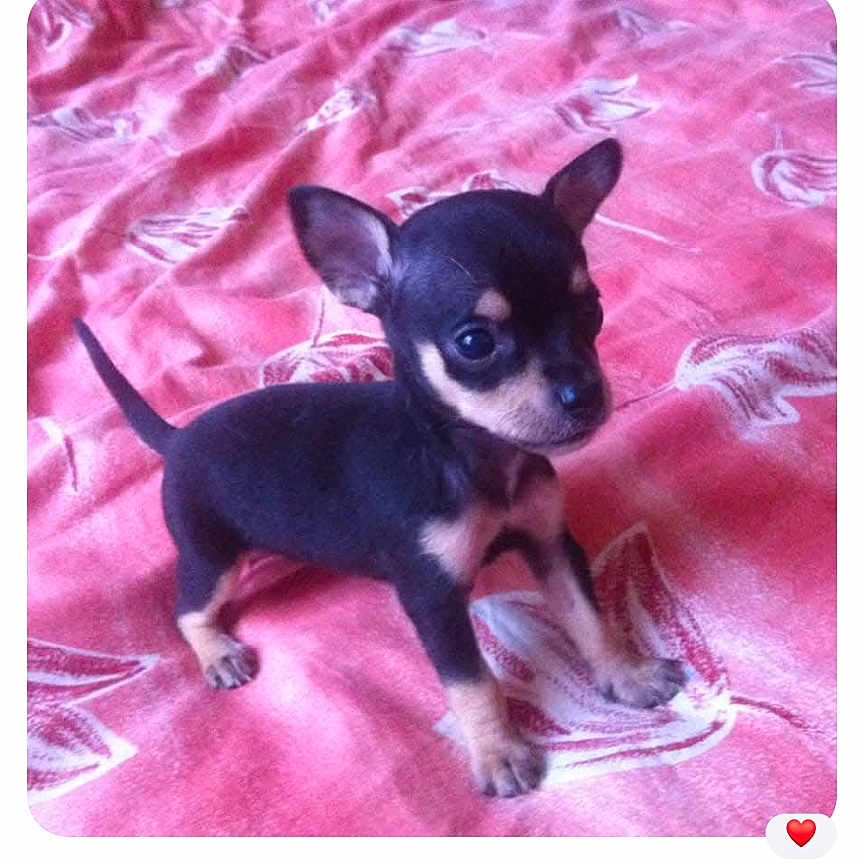 Poupette