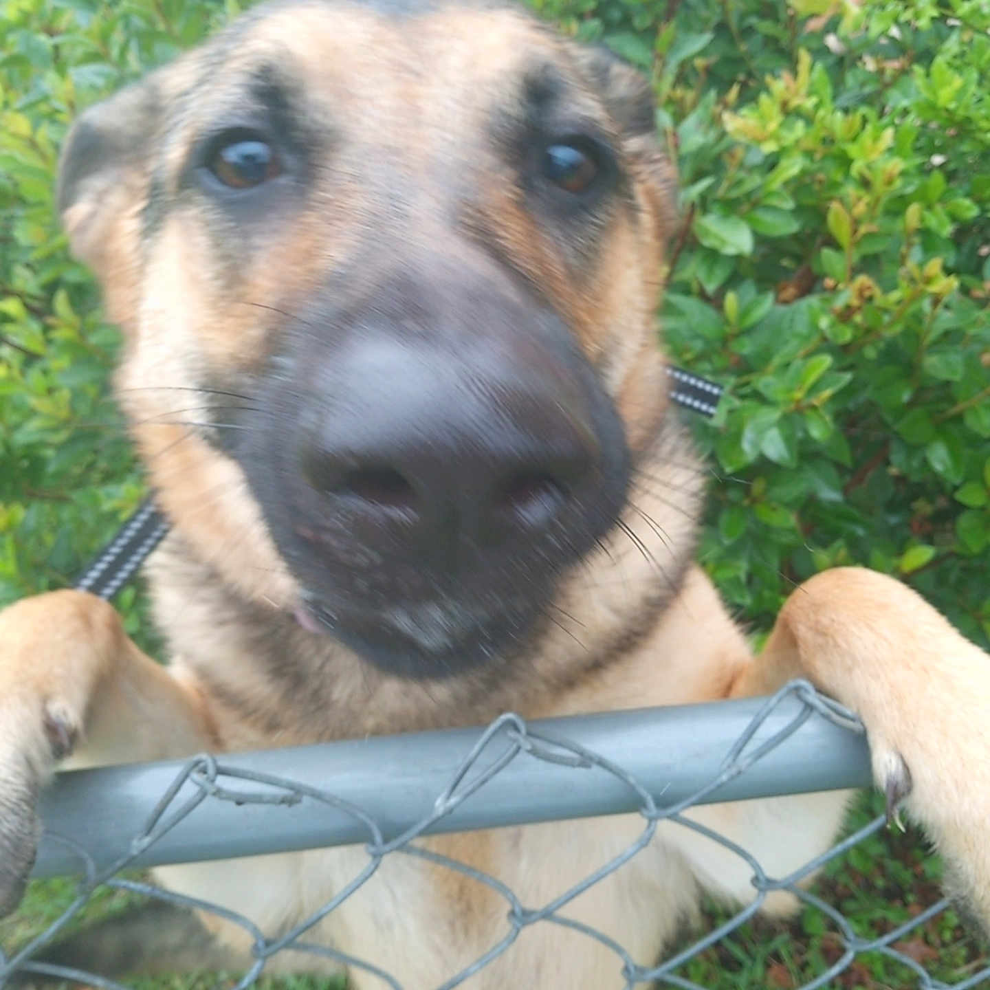 Zinnia joined the competition — help win amazing prizes! animal, background, canine, chain_link_fence, close_up, collar, curious, dog, ears, fur, grass, greenery, nature, nose, outdoor, paw, pet, playful, snout, whiskers