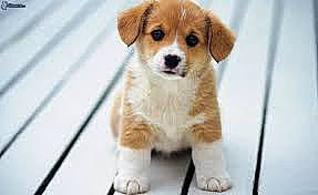 Miel a rejoint le concours — aidez-le/la à gagner de superbes lots ! ancient_dog_breeds, canidae, carnivore, companion_dog, dog, dog_breed, fawn, fur, puppy, small_greek_domestic_dog, sporting_group, tail, terrestrial_animal, toy_dog, whiskers, working_animal, working_dog