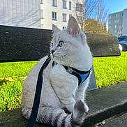 Mavi participe au concours pour gagner de l'argent avec cette photo : cat, animal, pet, blue_eyes, harness, leash, bench, outdoor, grass, daylight, building, tree, curious, sitting, feline, fur, whiskers, tail, nature, urban
