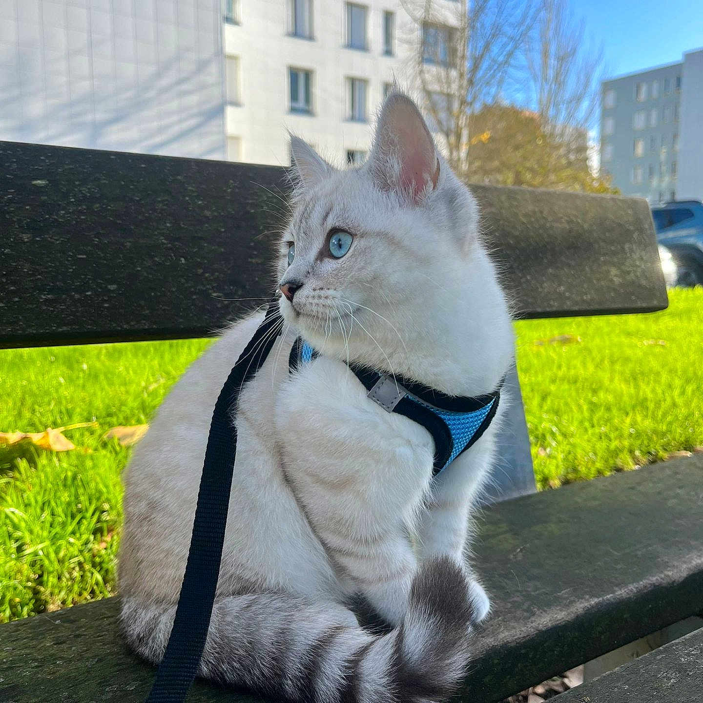 Mavi participe au concours pour gagner de l'argent avec cette photo : animal, bench, blue_eyes, building, cat, curious, daylight, feline, fur, grass, harness, leash, nature, outdoor, pet, sitting, tail, tree, urban, whiskers